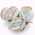 029feceb-7a7a-49db-b346-8e3b4f3ad0e2