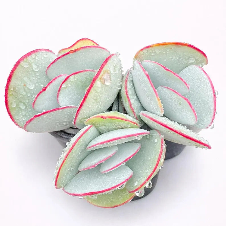 029feceb-7a7a-49db-b346-8e3b4f3ad0e2