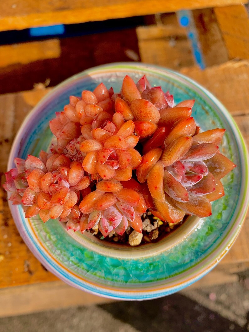 bf86b3d1-e9a3-43d1-8027-2d93f447645a