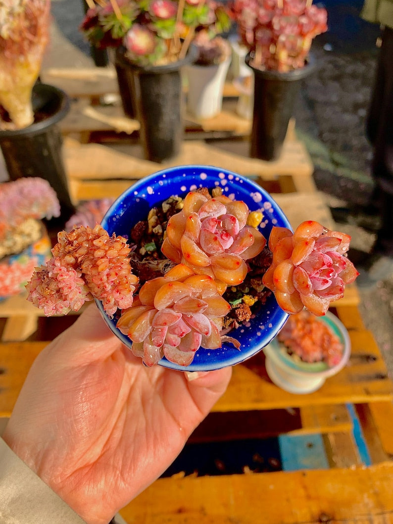 3d450d76-e616-44f6-a3a5-cfd032ac8cdd