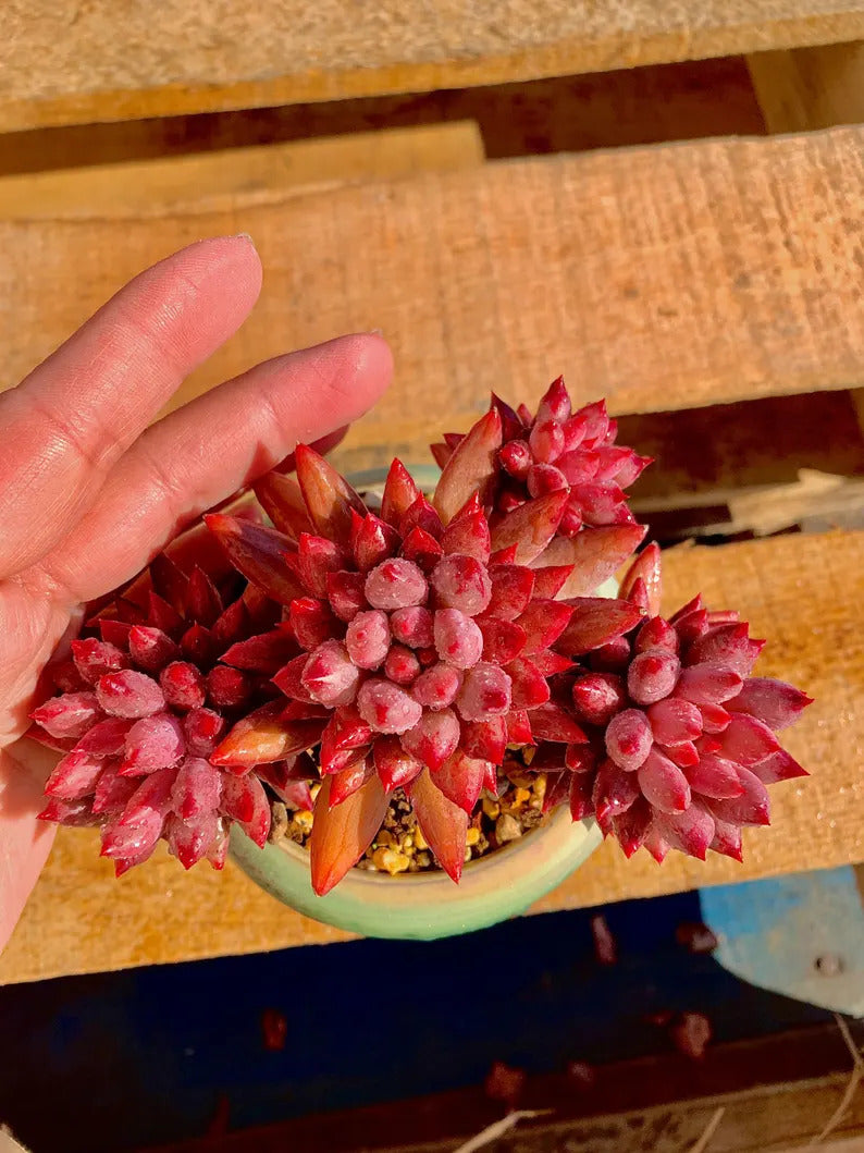 0b115867-8495-4c72-b293-976dd438f5e7