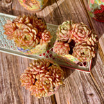 c9329037-08df-4bf6-9c2f-60a45808e9b3