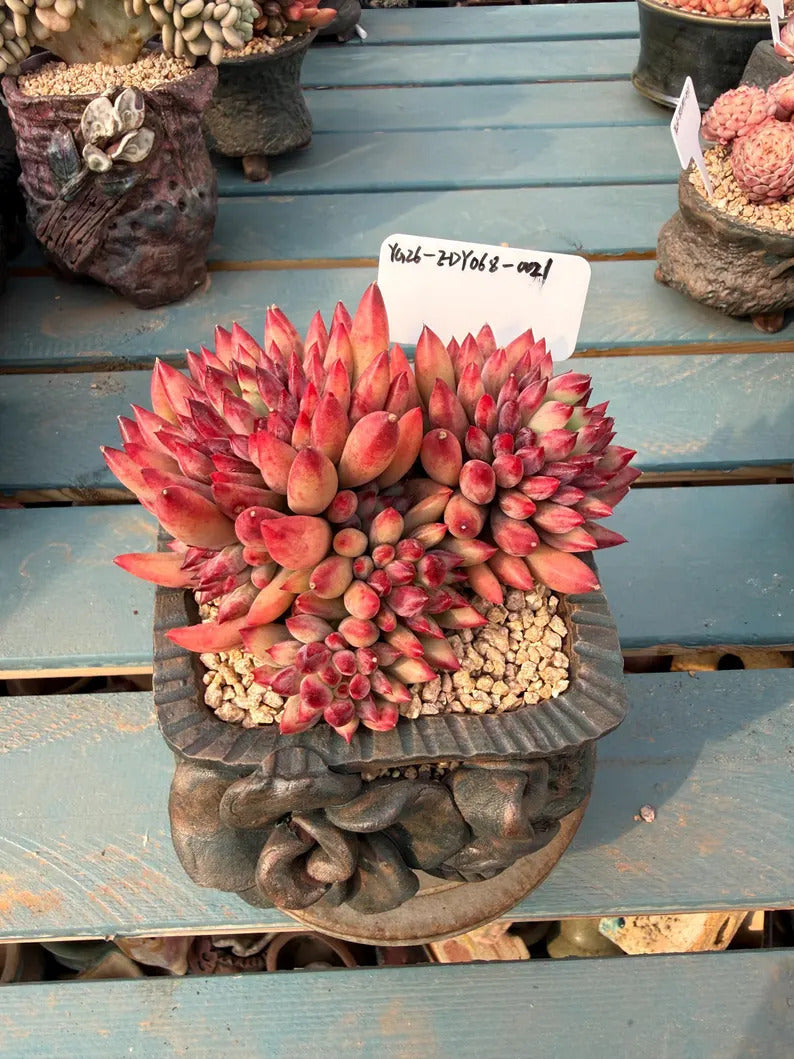 86831c5c-c1a5-4682-ad39-8908cff18ddb