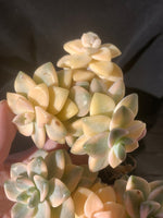 0281aee3-b347-4df3-9691-ca62c3f3df88