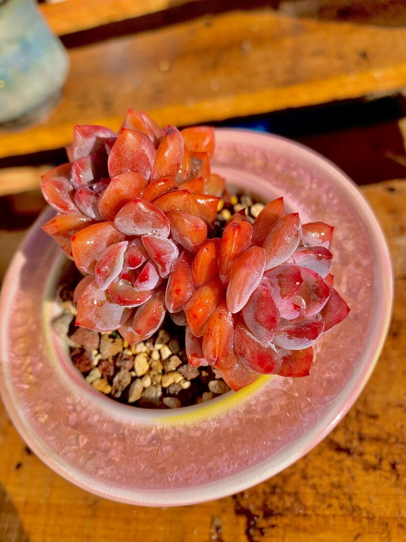 e52eb11e-5b3a-44df-97ef-4dbab25f9a8e