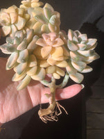 6caf2c29-27a2-48df-a3a2-4ebc6e3678c8