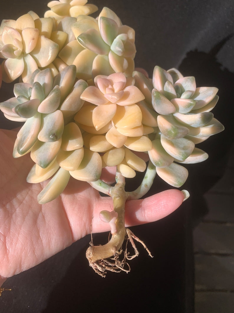 6caf2c29-27a2-48df-a3a2-4ebc6e3678c8