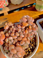 ce0f3b68-c2b4-4877-9bf8-4e8d45373ebf