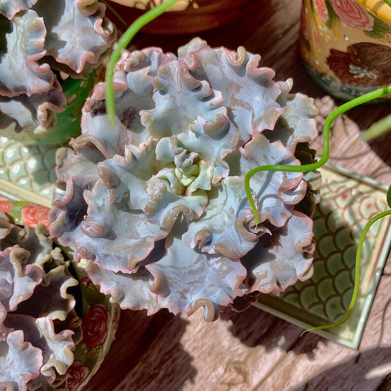 eae26b75-f554-4aac-9a1a-dd6eccfd14a2