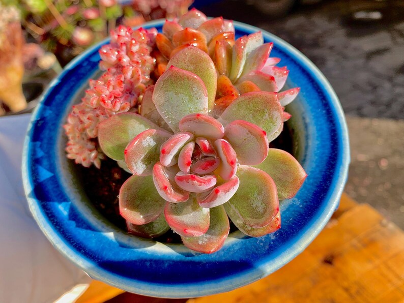 56f16144-1387-421c-954a-937239836e9b