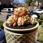 89bcbcfc-6ef9-45cb-854b-46602dc4f143