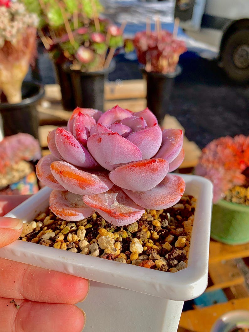 cd8396c5-771a-44c0-a4d9-14042a2ad8dc