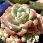 9f7d02ac-d21d-426b-8d34-eeaa3a105bbc