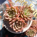 c5877680-4253-45ef-b874-4fa1848f642e