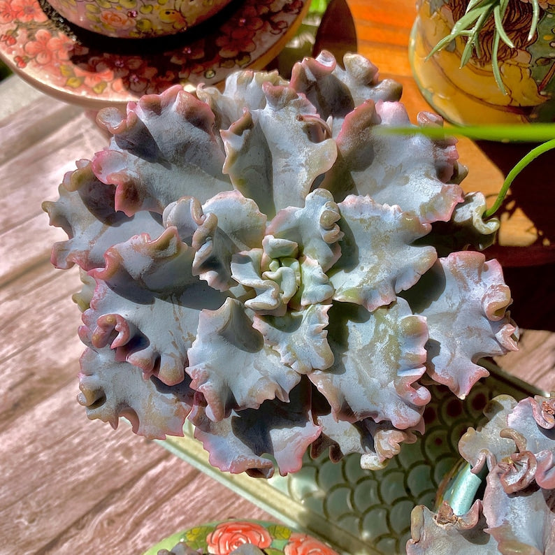 14d42a2b-5e01-4a13-83d9-3f032012ce90