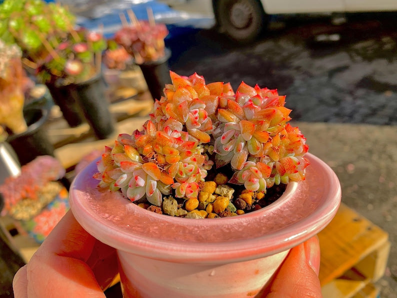 eda0215c-c789-4081-b0b4-699ca5490184