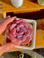 5fcb9026-d300-4805-902a-4536641383e3