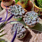 db89c674-c7ad-4b84-b600-b0e585d2c60f