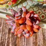 9554e42e-2c86-48ed-8a45-7d7a42dded5b