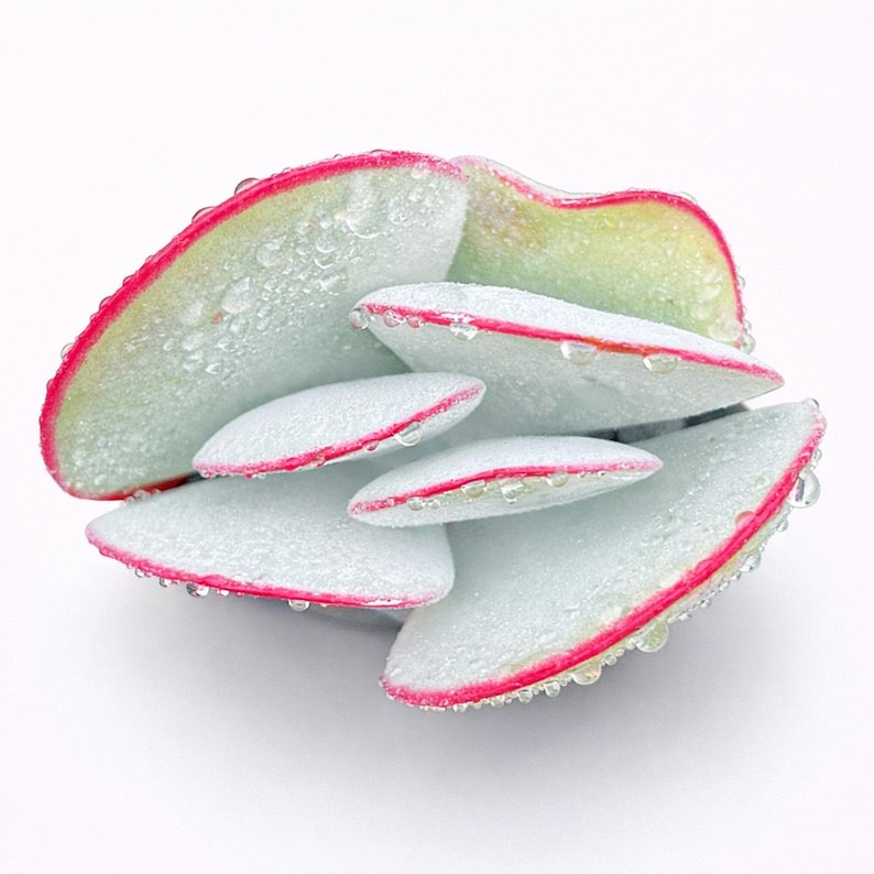 53dad9e7-3610-4ade-a8d7-3ed256921b67