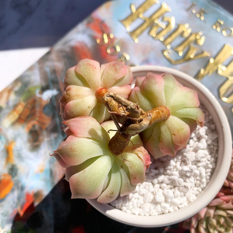 00a6258e-f150-4b82-bbac-cf04d5d415aa