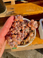 9f56e94d-817b-4c6e-9189-186804f4c463