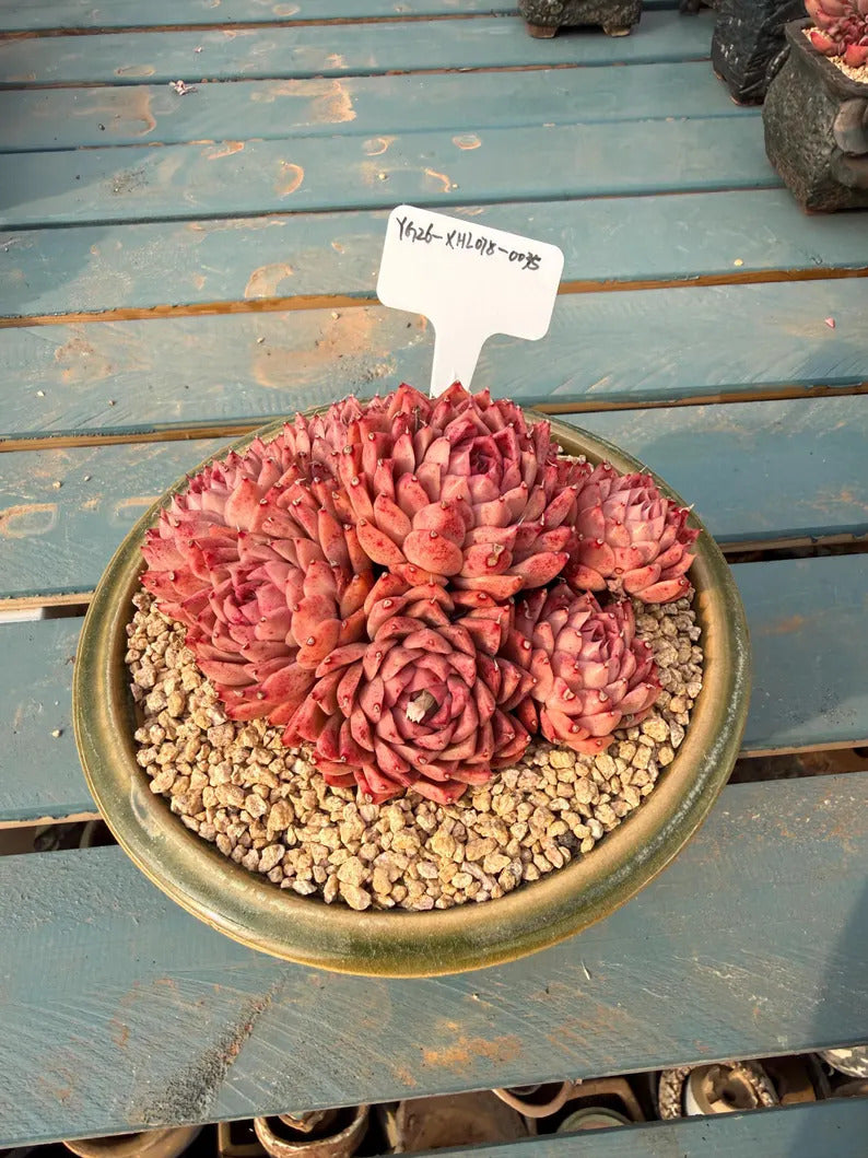 fa18321b-1c04-45fe-b982-be5059d20e16