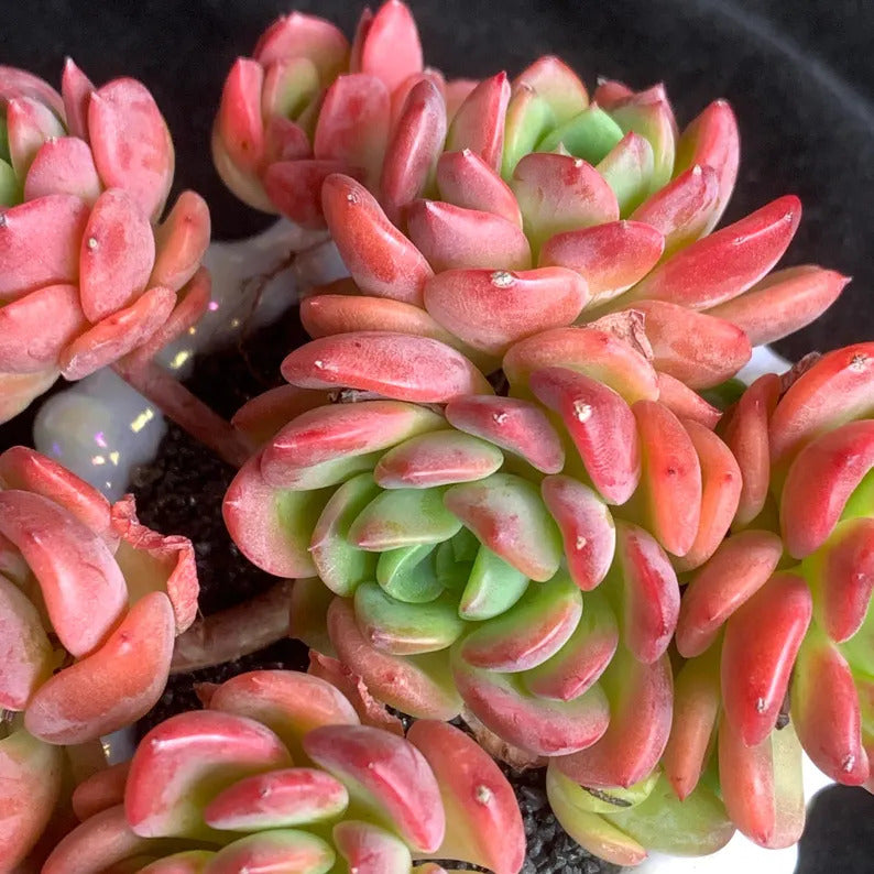 bbc310b7-4ee7-4117-9374-d238e8bb0c51