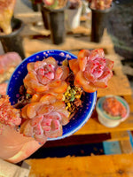 e5ea8df5-792b-4966-8c2a-293273ab39e5