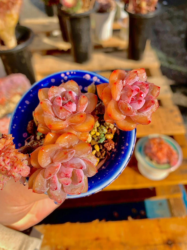 e5ea8df5-792b-4966-8c2a-293273ab39e5