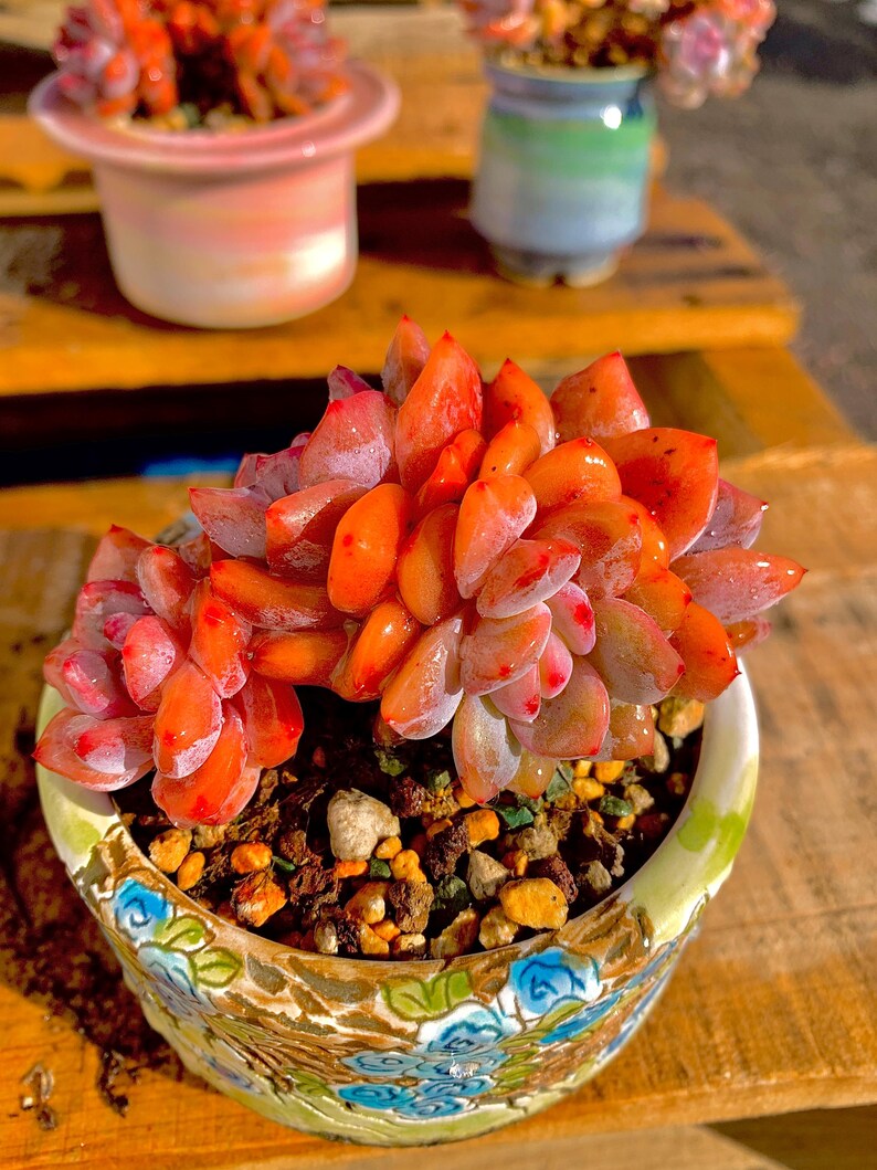 8ae160b2-cf35-4aee-abd9-22ed63bf7c7e