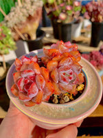 cf91017c-7411-4537-b697-26ebe4fc35cd