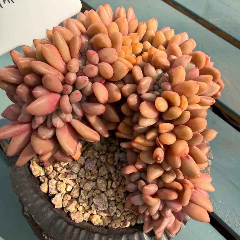 edfcbe1b-0238-4545-971e-149e004eec93