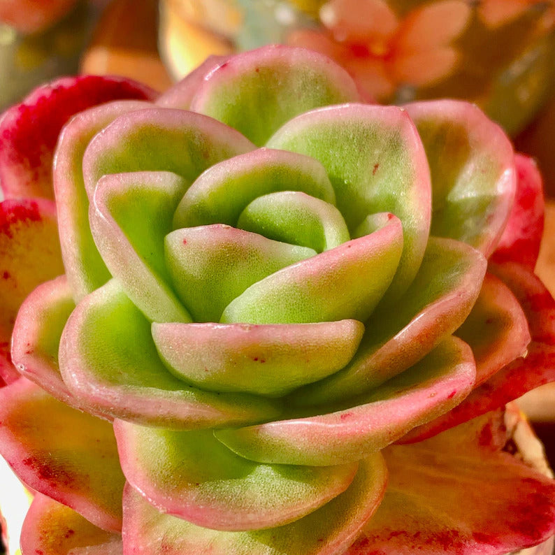 8b5814ae-f702-40ce-a6d7-db5c36a91da2