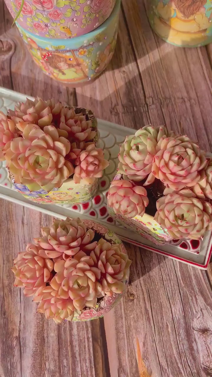 Beautiful Hardiness Succulent - Echeveria 'Ben Badis' - Multiple  Rosettes Approx. 3–3.5 inches Across