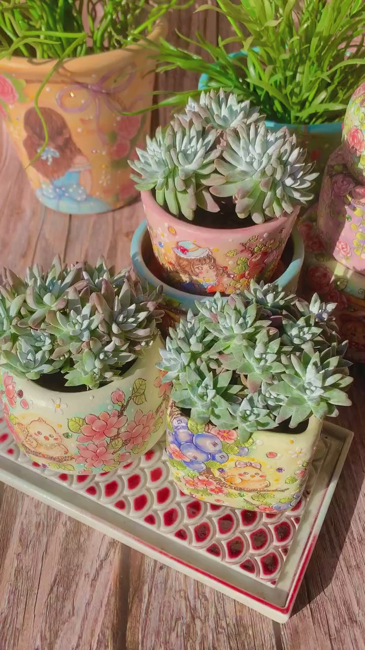 Rare Large Clump-forming Succulent - Dudleya Gnoma 'S.W. McCabe' - Distinctive Miniature Sculptures Appearance