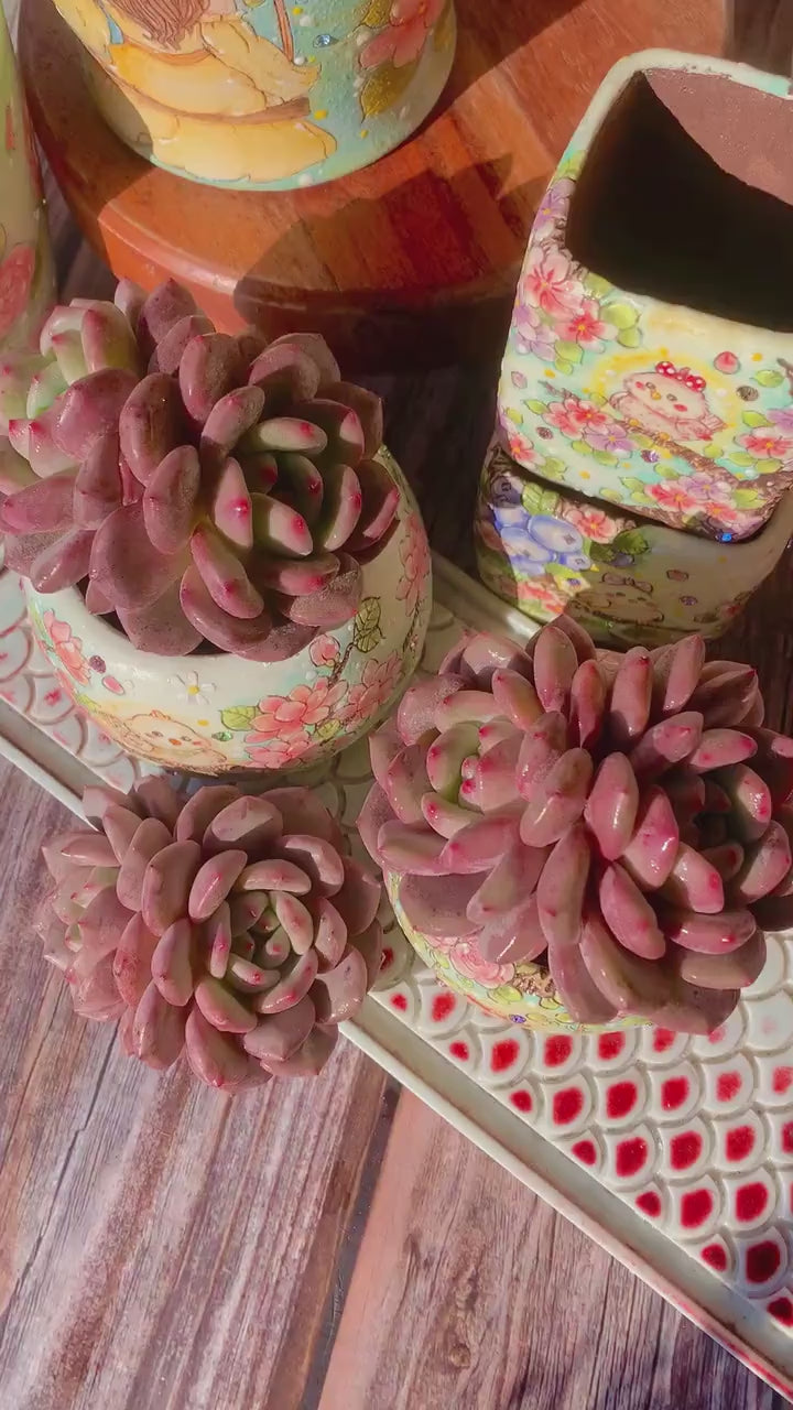 Rare Variety Succulent - Echeveria 'Ariel' - Low Maintenance Excellent for Beginners