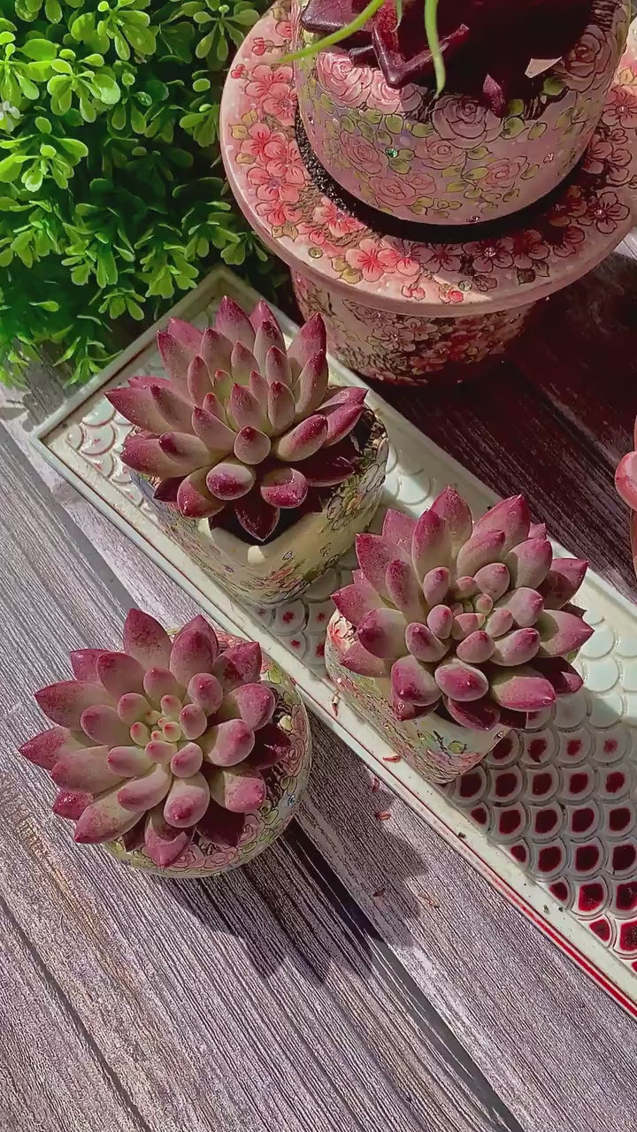 Echeveria 'Cherry' Single-plant Approx. 3–3.5 inches Across