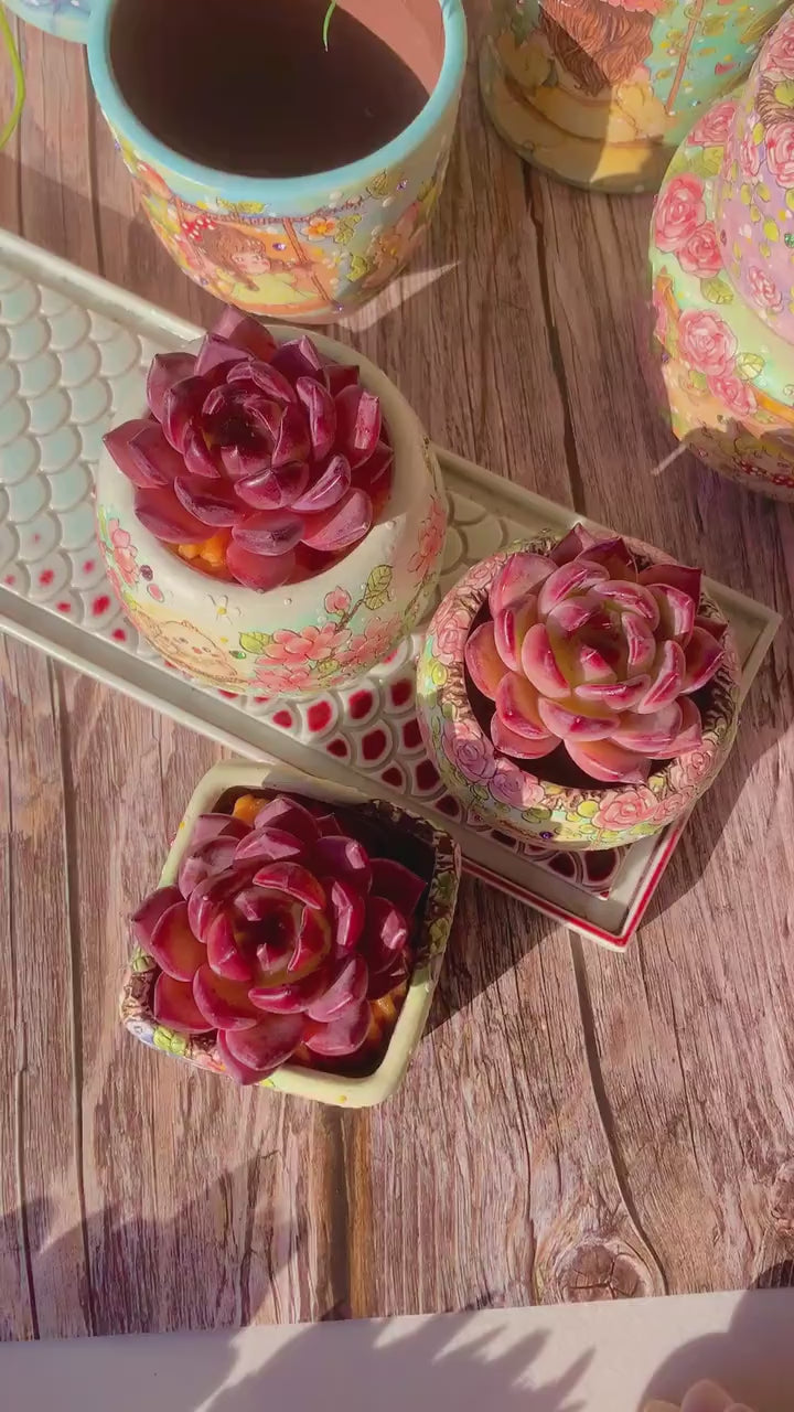 Sculptural Rosette Succulent - Echeveria 'Daredevil' - Vibrant and Low-maintenance