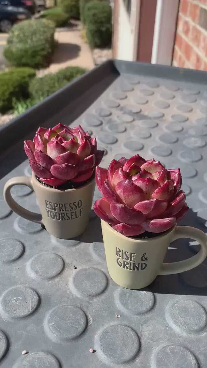 Rare Delicate Succulent - Echeveria 'Love Bird' - Popular Among Collectors For Vibrant Color