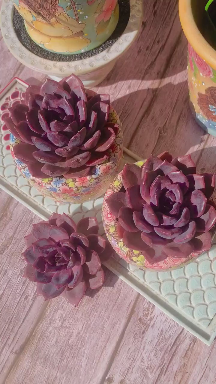 Rare and Striking Succulent - Echeveria 'Black Mamba' - “The Mamba Mentality” is like Los Angeles at 4 a.m.