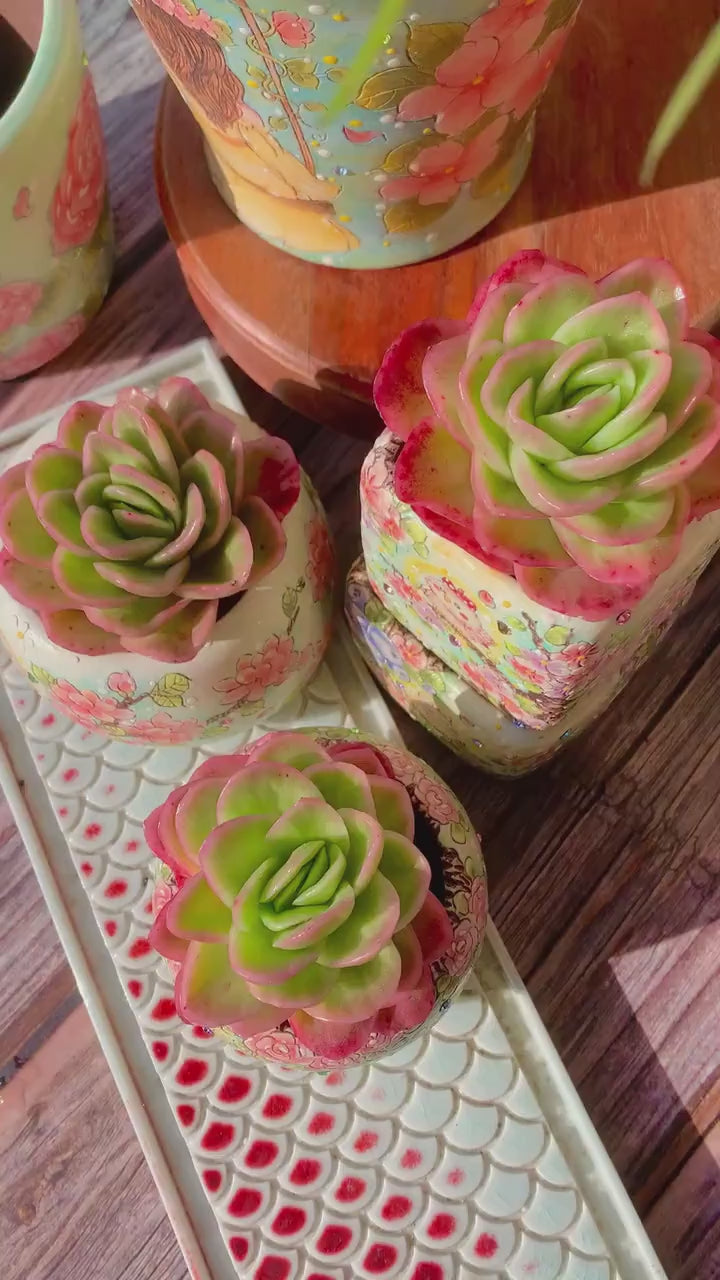 Echeveria 'Ice Rose' Variegated Naturally Approx. 3–3.5 inches in Diameter
