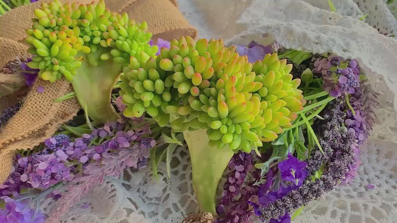 A Beautiful Succulent - Sedum 'Alice Evans' Crested - Do Just As Well With Less Care And Live Longer