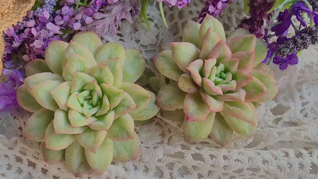 Echeveria 'Floral Bride' - A Stunning Rosette-forming Succulent - Low-maintenance Drought-tolerant Houseplant